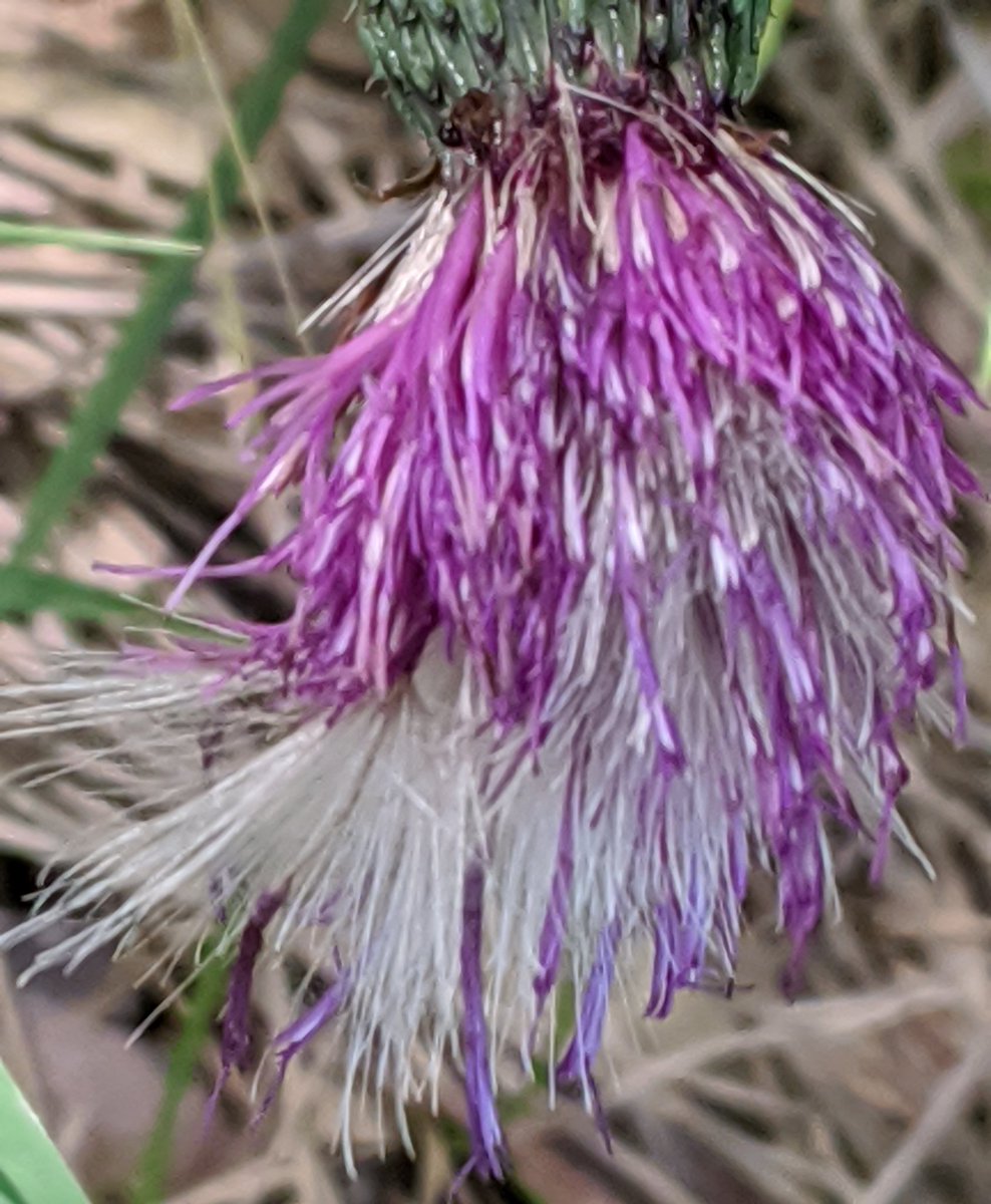 夏薊 Twitter Search