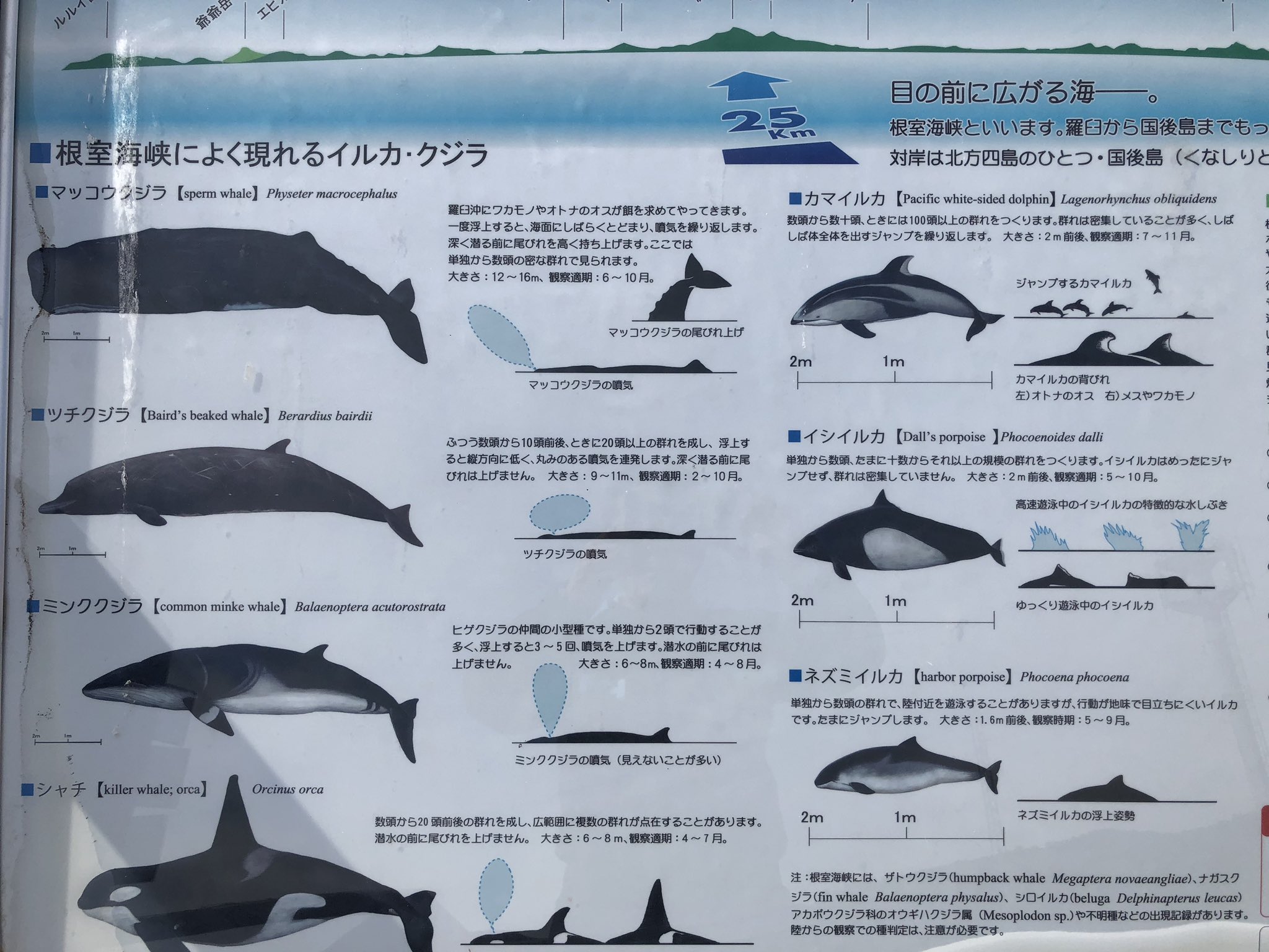 マッコウ鯨　70g 7.2㎝　東な7-0317ア㉜ 🐳白鯨！巨大なオスのマッコウクジラ／Moby Dick ! Giant Male