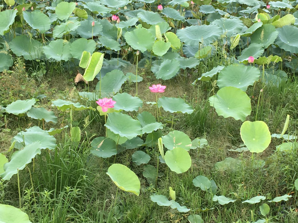 Midsummer sunrise  #runforJo by the lotus ponds in #Hanoi, #Vietnam this morning