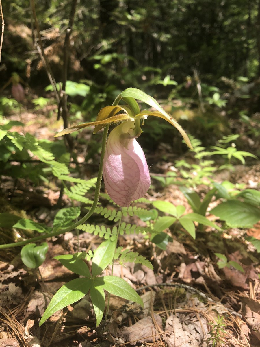 AmberLaurie's tweet photo. Wild and free #SummerSolstice2020 #wildflowers #bunchberry #ladyslippers #CastleRock https://t.co/bHSgxaqMAV