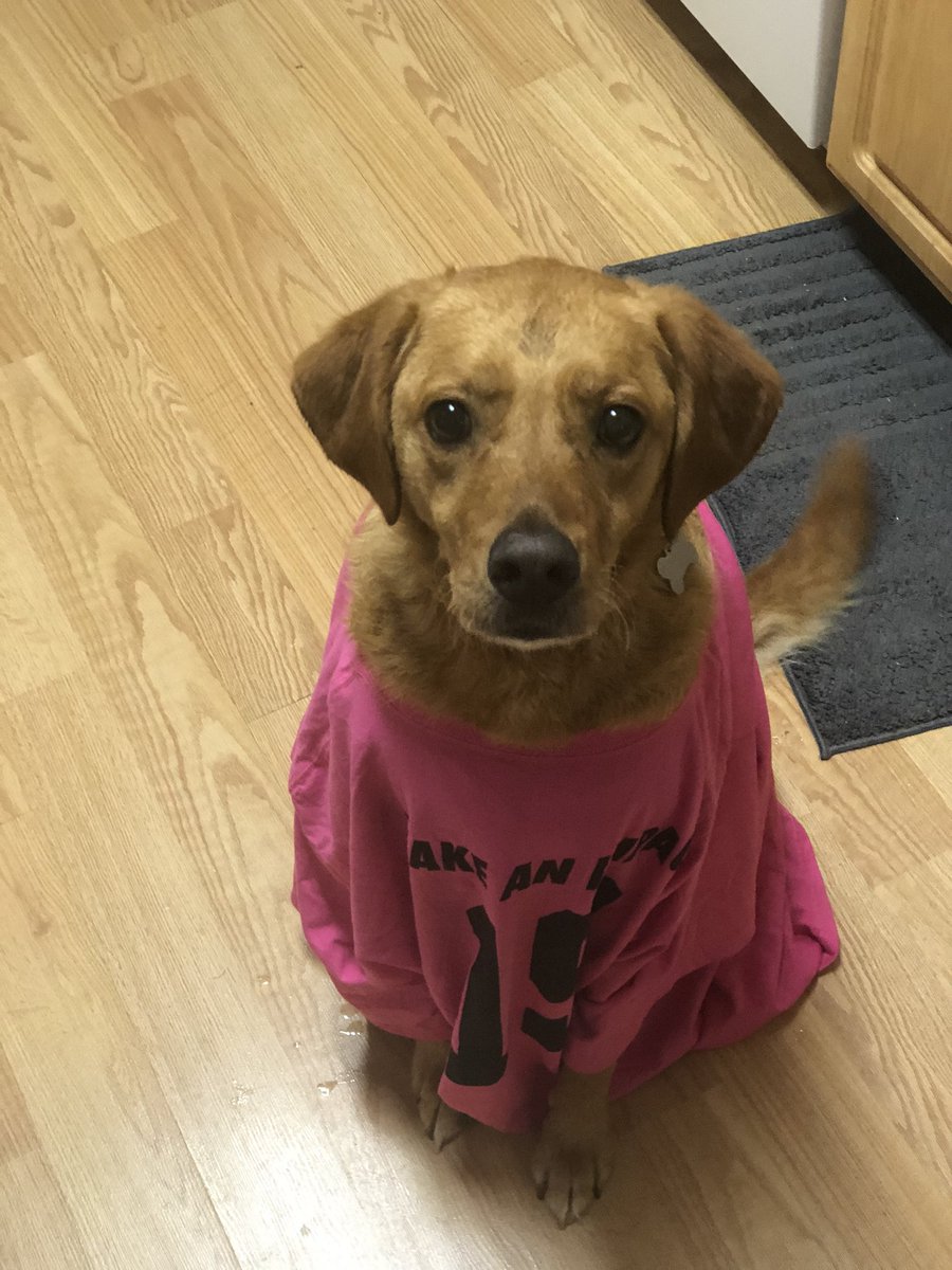 BayleyPlummer's tweet image. @AppStateWBB’s newest fan 💛🖤🐶#nugget