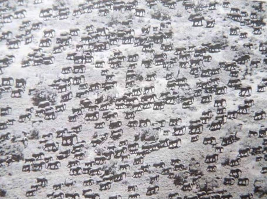 ConFactor's tweet image. This is what an elephant herd is supposed to look like. Tsavo, Kenya in 1976