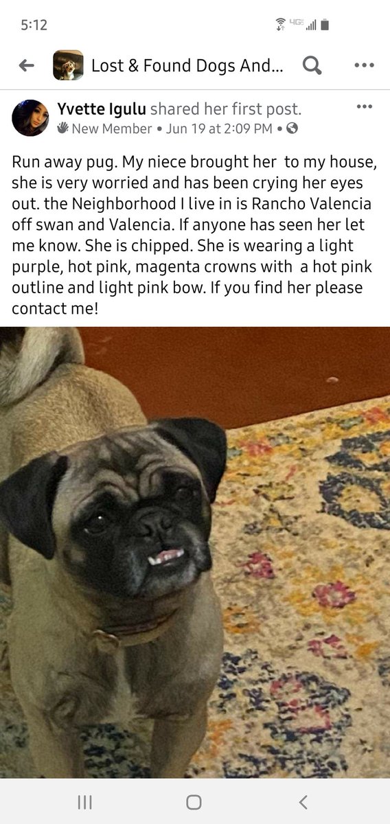 SHELLY_ABRIL's tweet photo. @whatsuptucson  please help ! This is my daughter's dog and she was last seen info below https://t.co/WovIYqSZiH