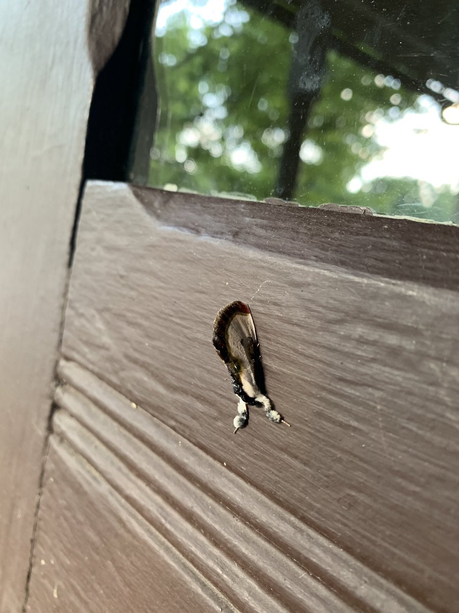 RealDanGable's tweet image. This moth looks like bird poop to protect it from predators.  It’s name however is beautiful wood nymph. #backyardbio #nature #nerd