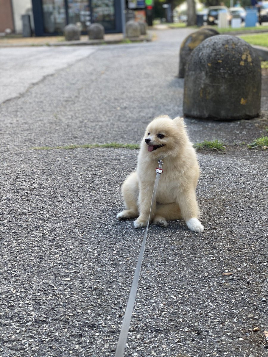 犬 判断力がなさすぎ 猫 判断力に迷いなし 漫画ツイートに共感の声多数 ガジェット通信 Getnews
