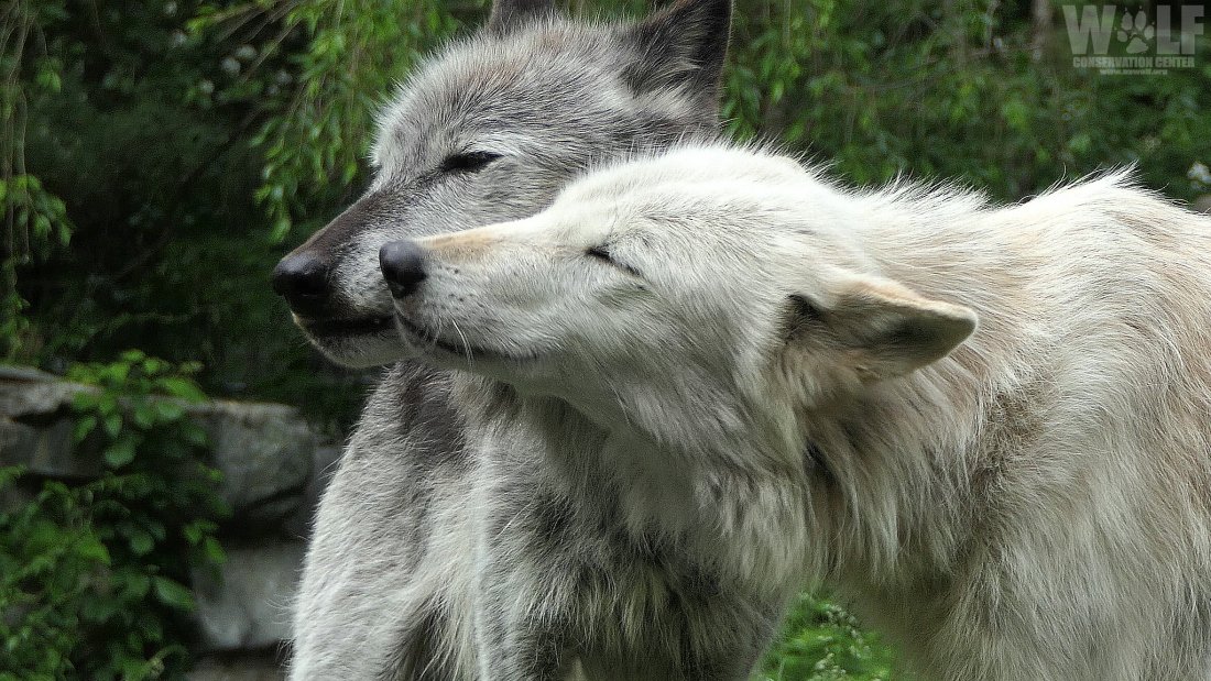 nywolforg's tweet photo. When the power of love overcomes the love of power the world will know peace. ~Jimi Hendrix https://t.co/159gBrTJwG