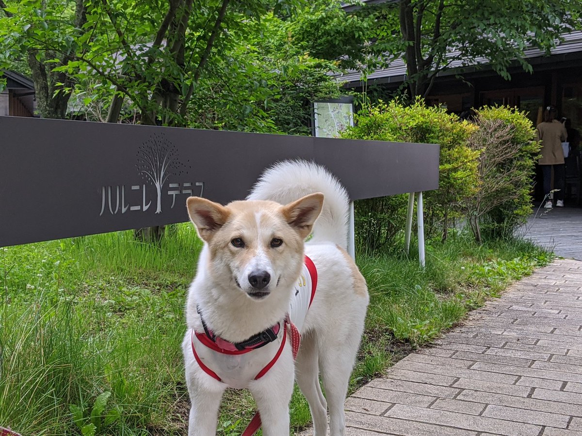 雑種犬ムギ 今朝はちょっと贅沢にカフェで朝食 軽井沢で雑種犬ってムギだけじゃない ハルニレテラス 雑種犬 カフェ 犬好きさんと繋がりたい