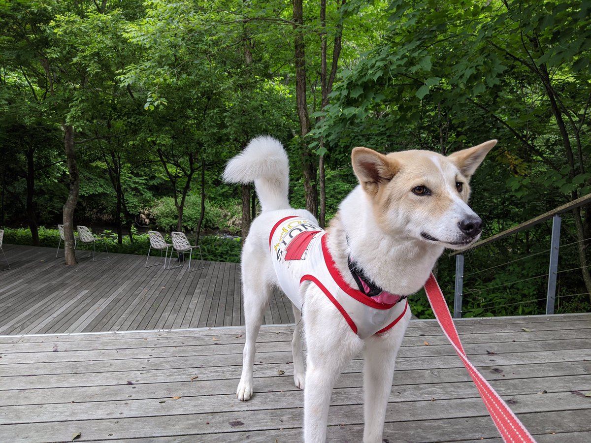 雑種犬ムギ 今朝はちょっと贅沢にカフェで朝食 軽井沢で雑種犬ってムギだけじゃない ハルニレテラス 雑種犬 カフェ 犬好きさんと繋がりたい