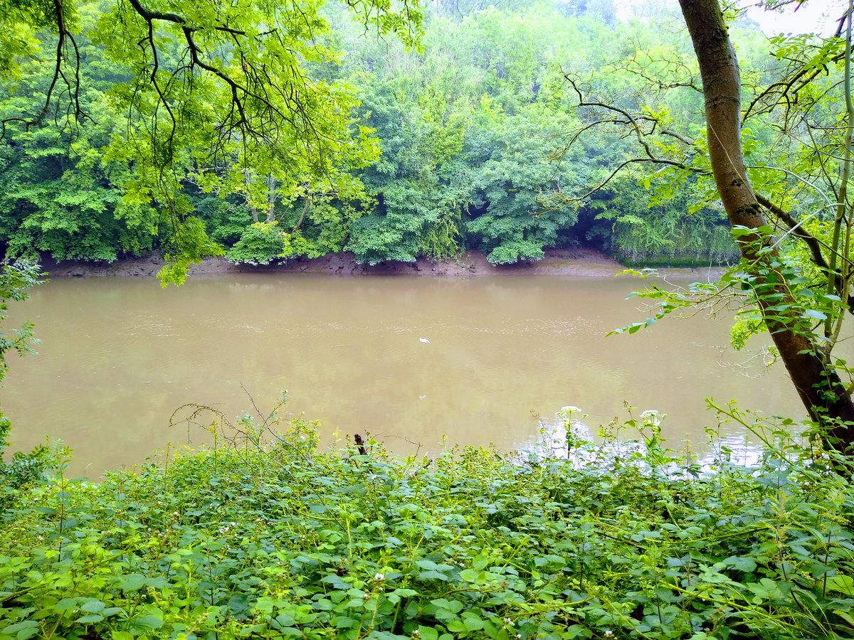 Kirkers13's tweet photo. Another riverside walk today. #Wear instead of #Tyne, bit clarty underfoot with all the recent rain. Still great to get out and about though. #neeplodgingtheday #riverwalk #murkywatter #fatfield #coxgreen #bitclarty #victoriaviaduct https://t.co/YhNmnpGwEs