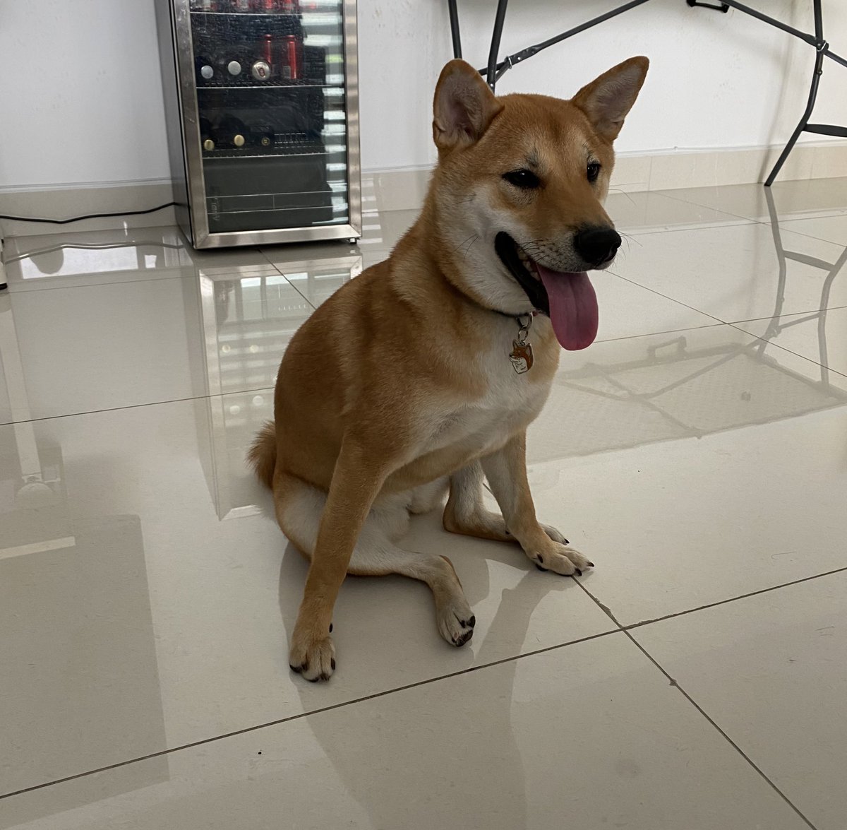 arigameplays's tweet photo. Se sentó como el cheems 😂 https://t.co/RjVu5HUYz2