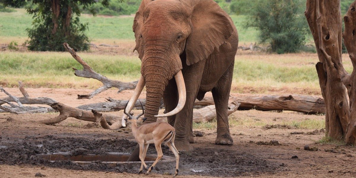 Tuliadestin's tweet photo. Hallo Guests, kindly book your vacation online with https://t.co/iRsHVlP5nw today! Kindly with https://t.co/iRsHVlP5nw you can book hotels, tour destination, flights

#travel #destinations #wildlife #wildlifephotography #safari #hotelbookings #bookingyeah #hotels #elephants https://t.co/75cIZCSeCA