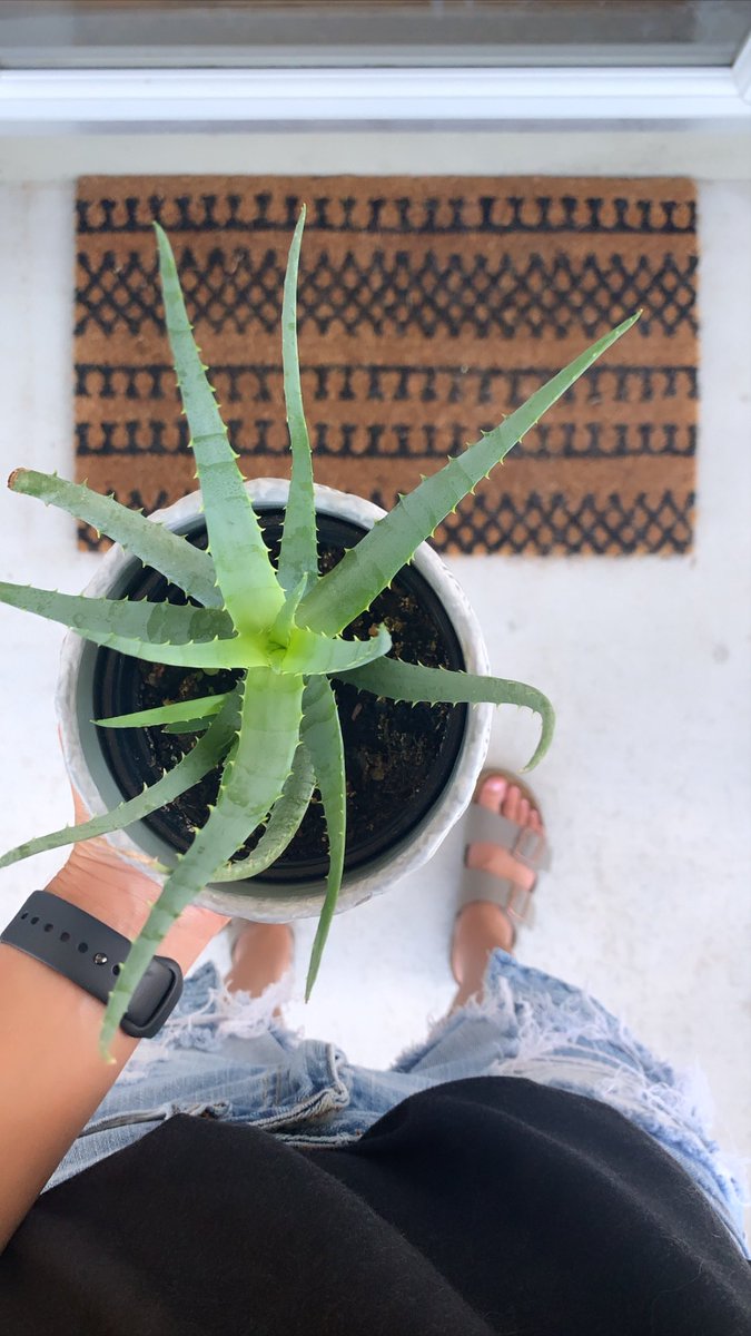 YAY for new plants! Finally got my first Aloe Vera plant and picked out a black Elephant Ear plants to go along with it. Got both and their planters from a local nursery. 🌱 #plants #aloeveraplant #elephantearplant #shoplocal