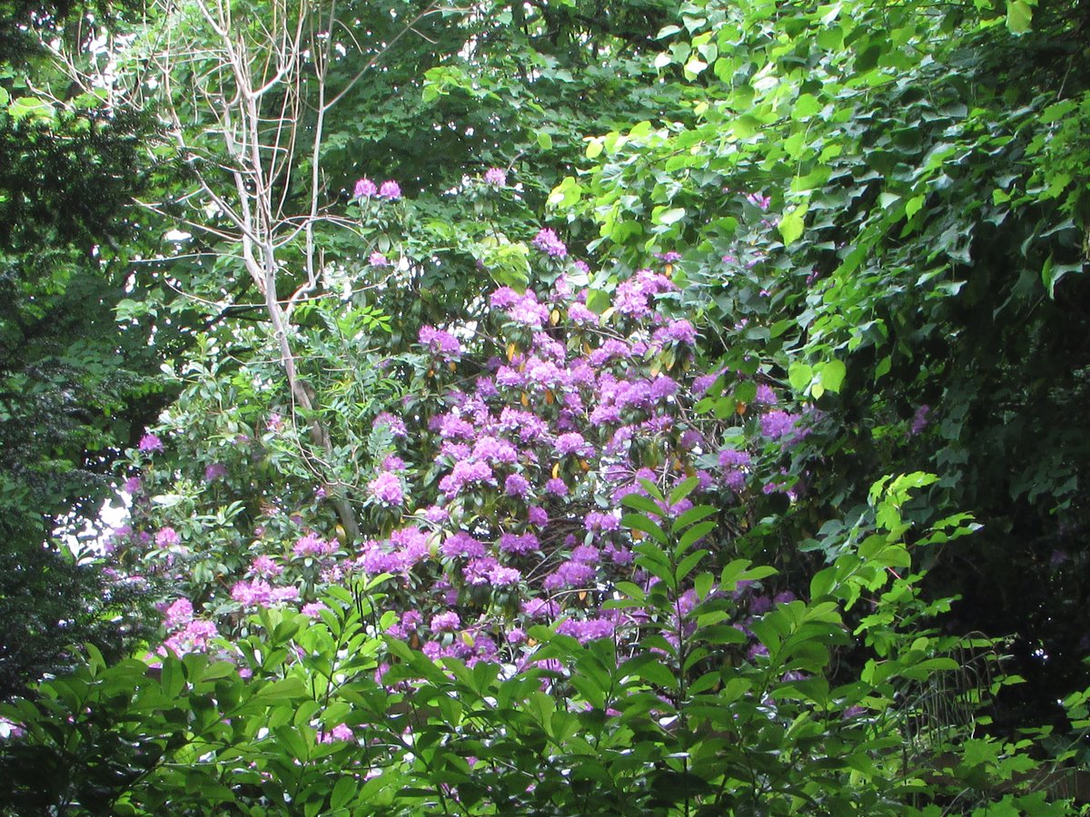 MrHutch03's tweet photo. In Wales it doesn't matter which way I look, it's always worth a second take.
#Llandrindodwellness #Cymru #Wales #Purple #Silver_Birch #Springwatch2020 #Spring_Time https://t.co/tO8Lu7IQ10