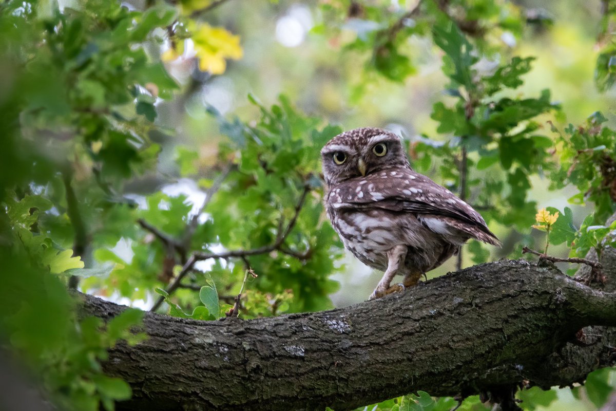 hertskingfisher's tweet photo. A beautiful little owl keeps an eye on me this afternoon. One of its brood was peeping through the branches. 

Have you seen a little owl recently? Please comment and say where in the country you are. https://t.co/RR2yi6blFH