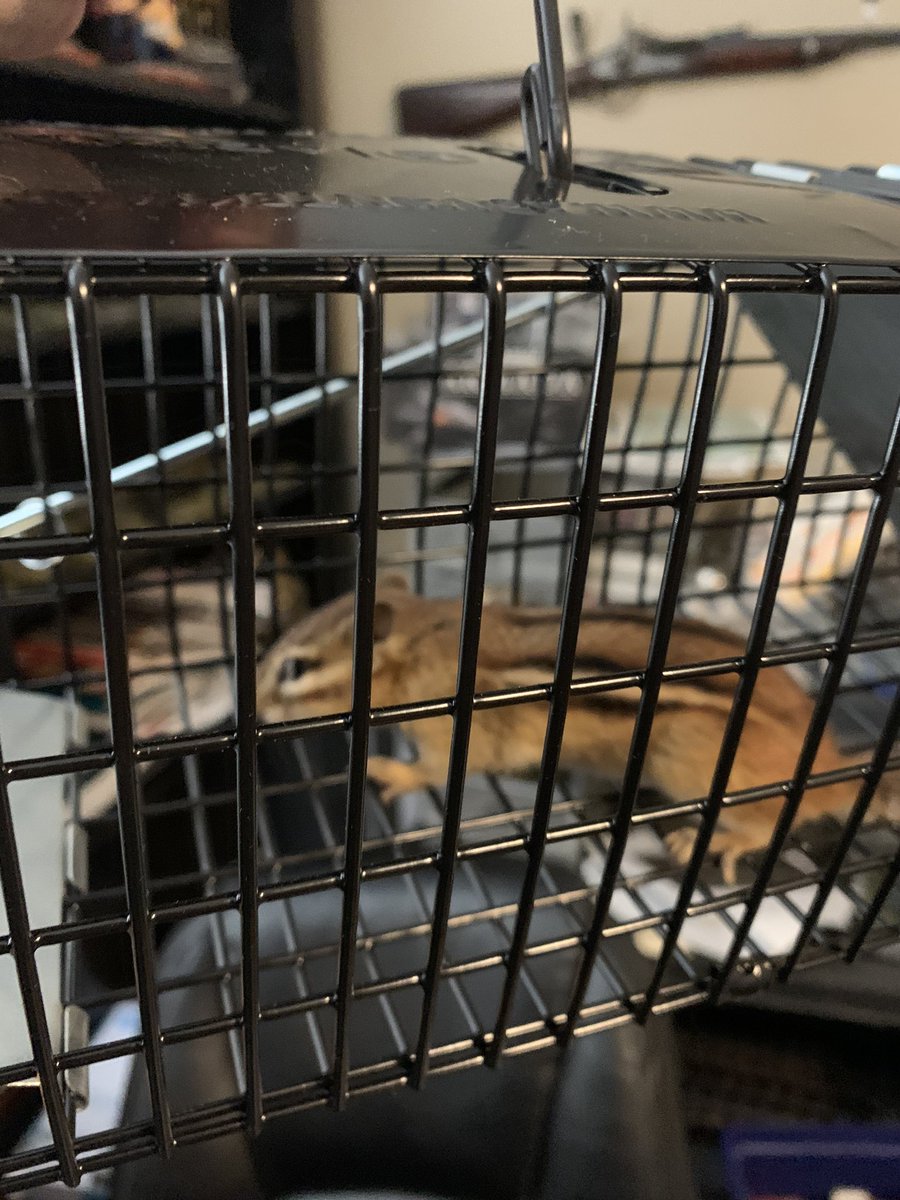 Cat brings chipmunk into house, chipmunk escapes into my study.. took 3 days to catch the little bugger !! Freedom for Chippy !