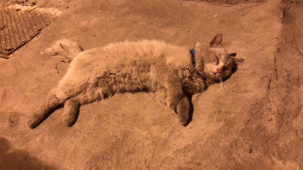 Yavru Kedi Su Içmiyor