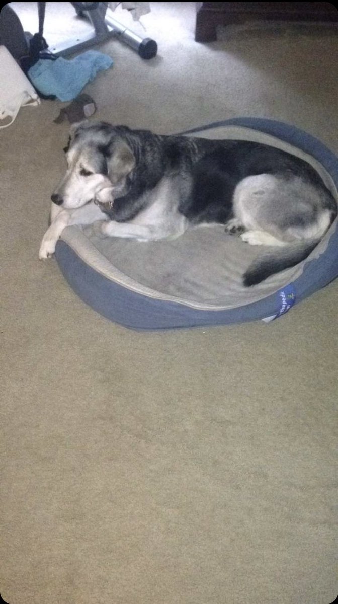 kweiner421's tweet photo. If you are around Derwood/Olney, please keep an eye out for my dogs: Bentley(Left) and Toby(Right) - Both are very friendly. 
They got out Friday evening and have not been seen since. 
Please spread the word and contact me if you have any information. https://t.co/HUXNxnTMzS