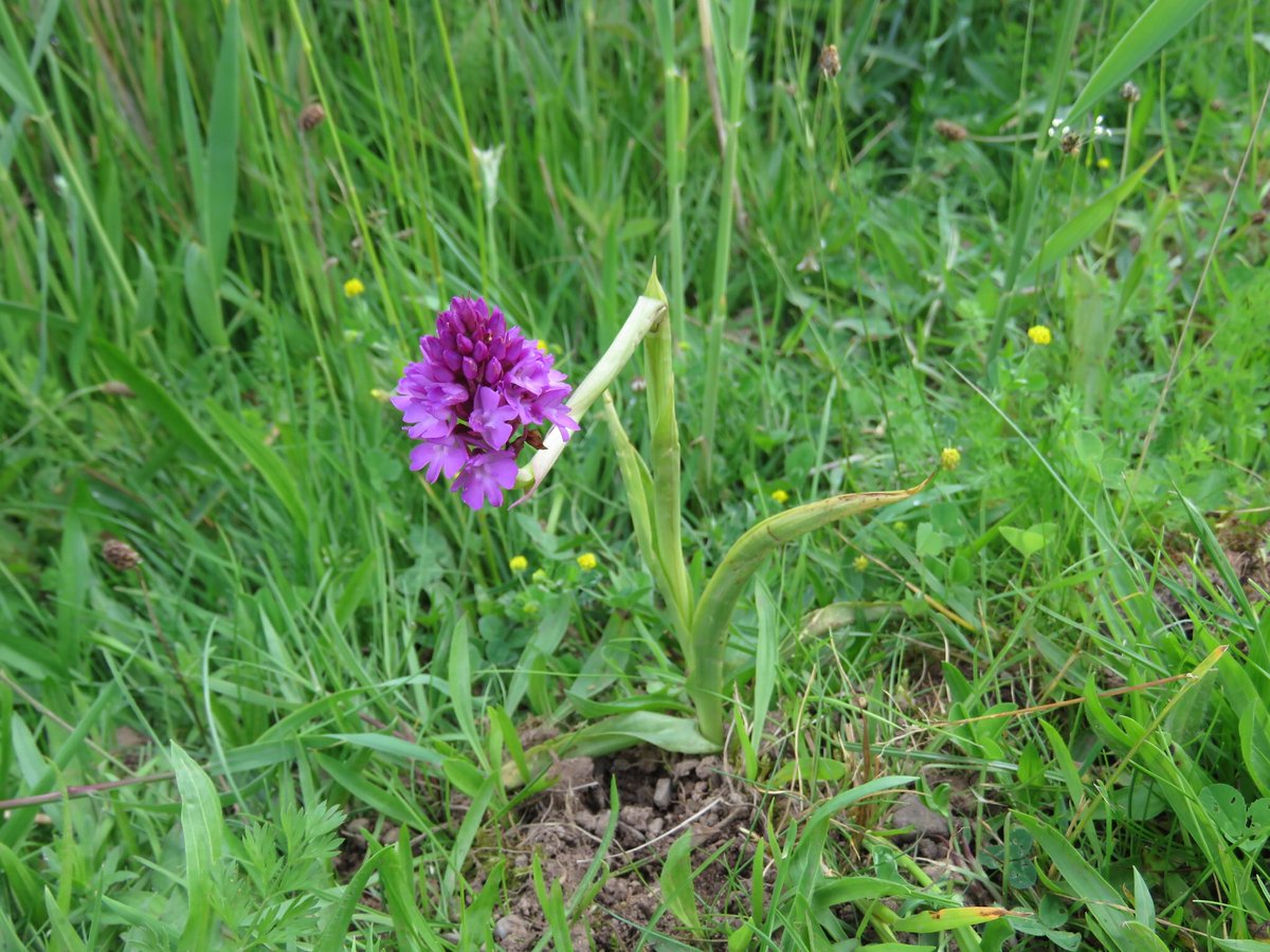 No rarities but always something to see around Camp Lane pits @GrimleyBirding .  GC Grebes resplendent in their lockdown haircuts, Black-tailed Skimmers everywhere and our first Marbled Whites of the year. The Pyramidal Orchid stem broken in 2 places but still surviving.
