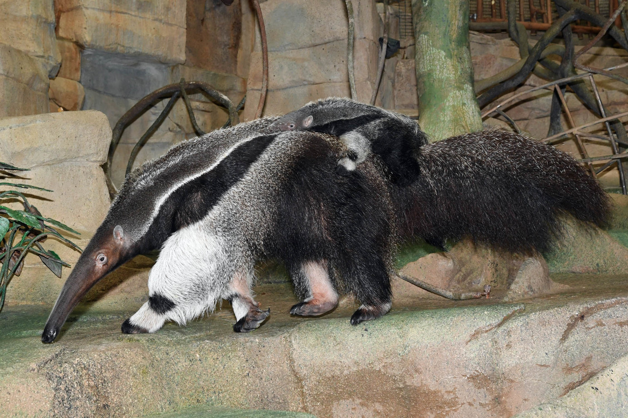 Brookfield Zoo - Tulum the anteater is digging for black gold