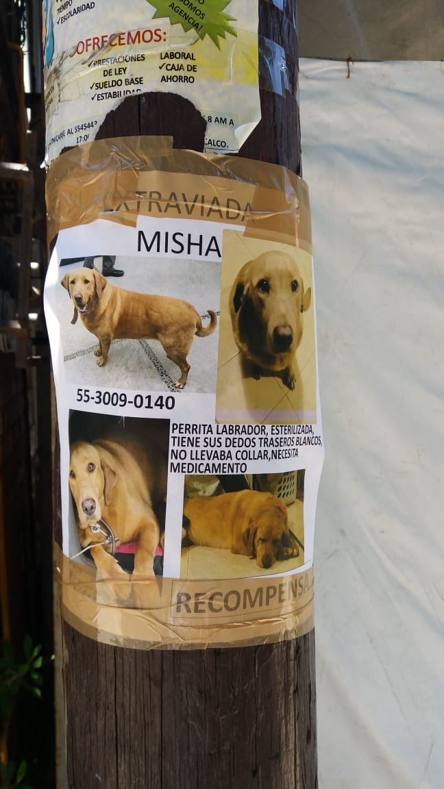 Mascotas Coyoacán 🐾 tweet media