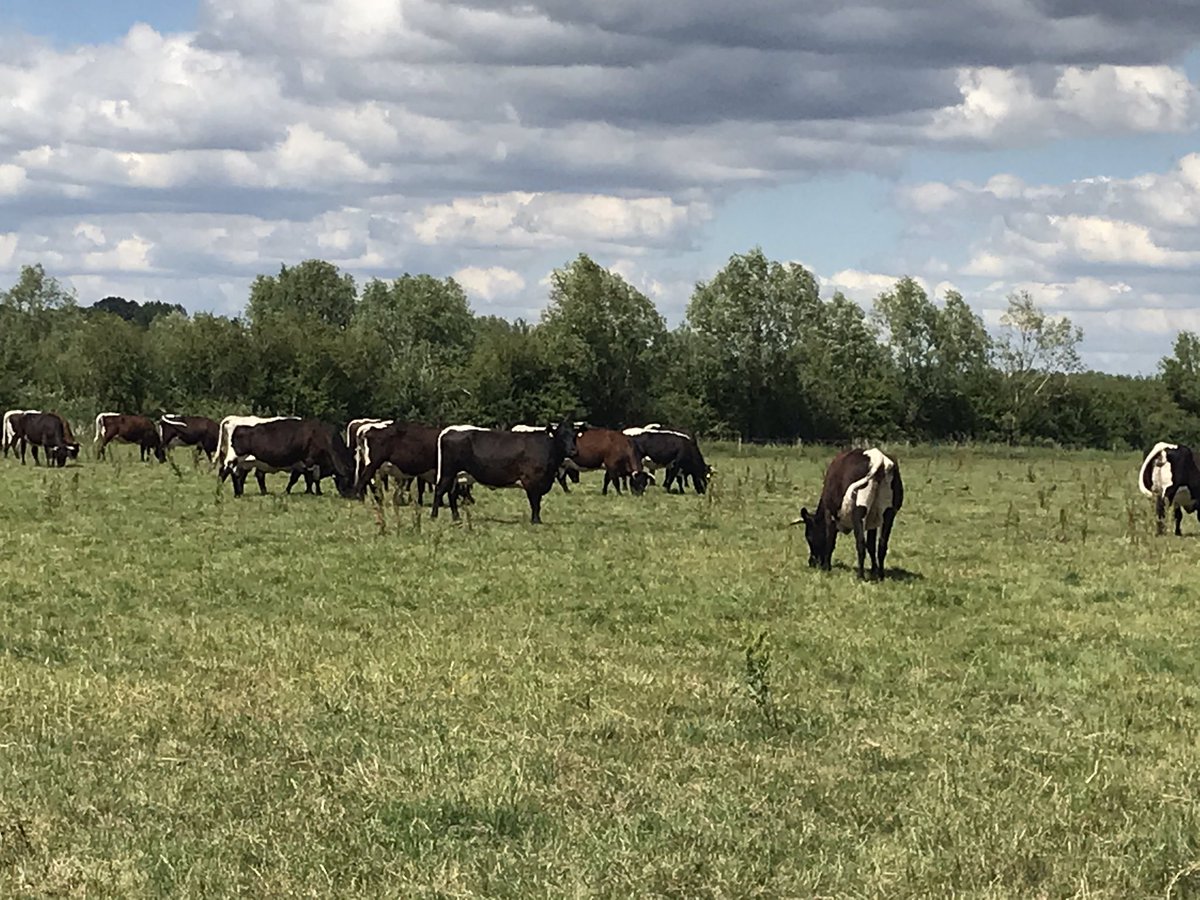 Cazlar123's tweet photo. Gloucester cattle seen on daily walk today #traditionalbreed #rarebreed #gloucester #farmlife #dairyfarming https://t.co/duQhiB3CMn