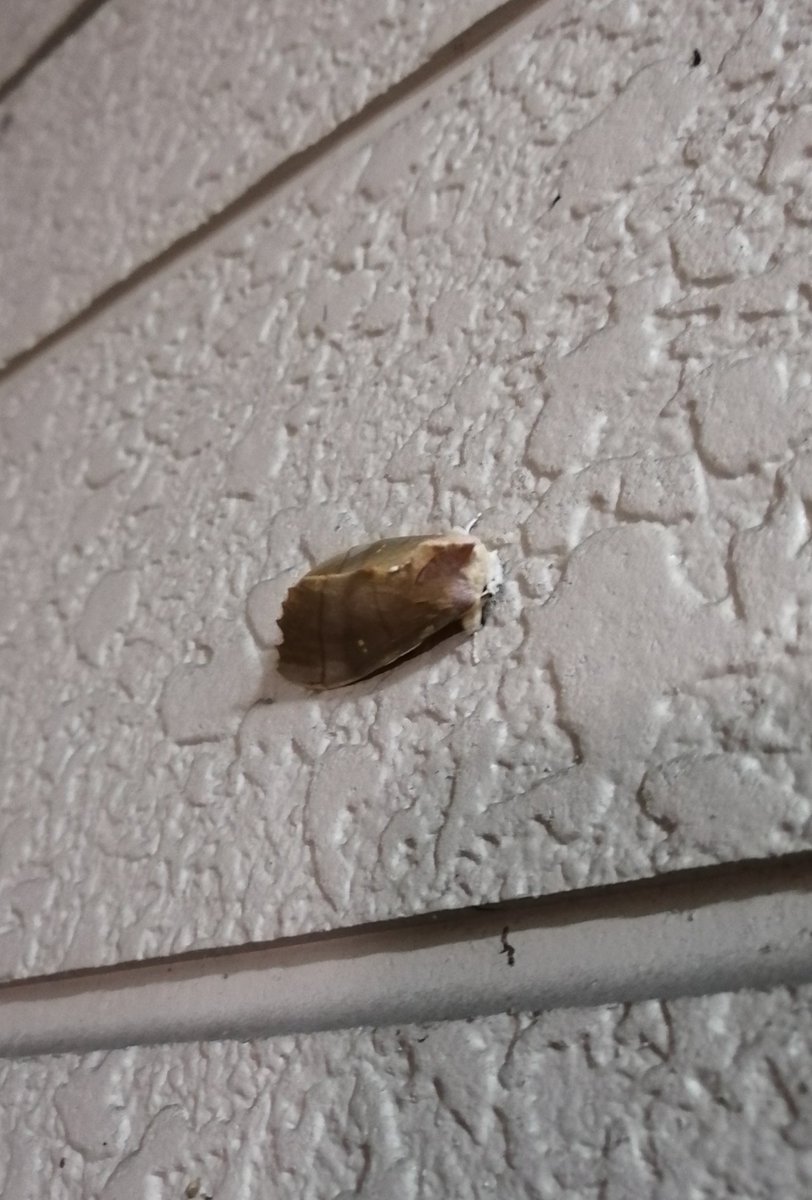 hissanova's tweet photo. 謎の蛾。
枯葉擬態しているっぽいので、カレハガかシャチホコガの仲間かと思ったけど、同定できず…結構大きい(4cmくらい)。胴体の毛?が逆だっているのがリージェントっぽい。
画像は粗めだけど、分かる人に届くといいな…
#蛾 #蛾の同定 #moth #MothsInJapan #mothidentification https://t.co/3mNP4MmAfY