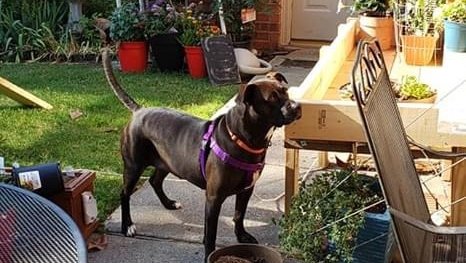 spcaoftexas's tweet photo. Molly thinks it's a beautiful day to get out and work in the garden! Need an assistant with a green paw? Molly just might be the dog for you https://t.co/ukH9uZ1xqw #adoptdontshop https://t.co/tiqbjpV7dR