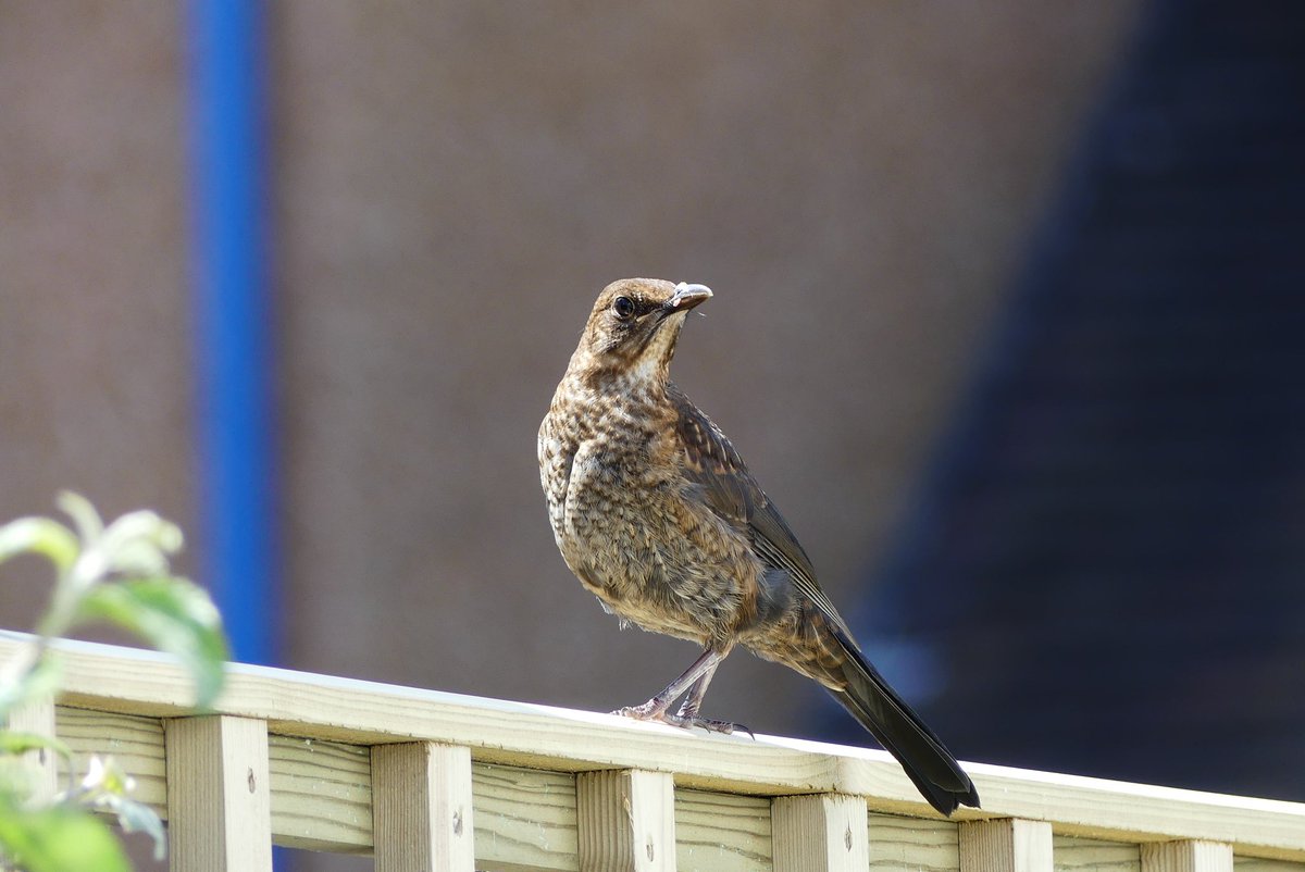 localbirder's tweet photo. Not a frequent visitor to our garden but a welcome one. https://t.co/v62oLqao8E