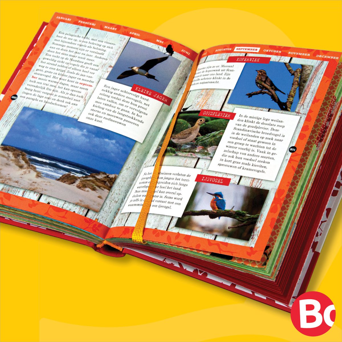 Altijd al eens willen weten welke vogel je nu hoort en of welke je voorbij ziet komen in de tuin? Met deze vogelgids leer je de vogels op een makkelijke manier te herkennen.

Leer vogels te herkennen voor slechts €4,99, bekijk nu: ow.ly/pZfz50A64wL
