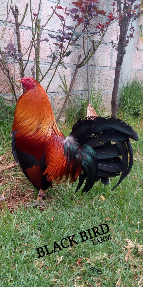 blackbird_farm's tweet photo. BLACK BIRD FARM
Sangrado de G.Batia https://t.co/Mon3LMzE8N