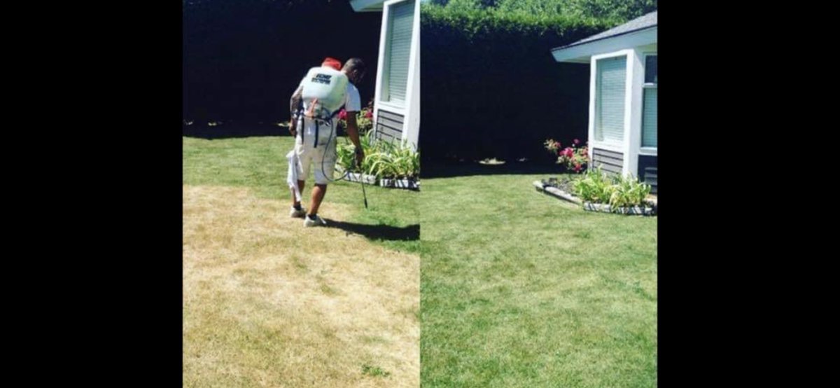 LawnliftCanada's tweet photo. Magic!  Looking to sell your home? Lawn painting is an instant fix to curb appeal. Cover brown lawn naturally.  Non toxic and eco friendly. Can last 6 weeks.  Order at https://t.co/DG0bJUPw6u 🇨🇦778-239-1209 #greengrass #curbappeal #realestatevancouver #realestate #savewater https://t.co/9eeS0b9P0X
