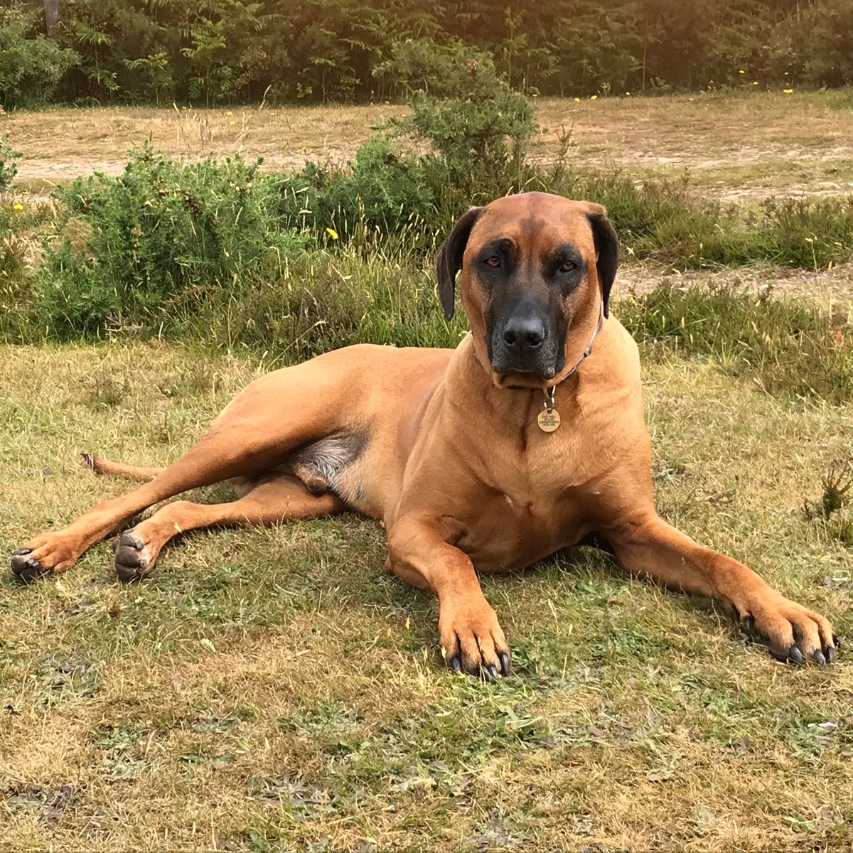 BlueAmen's tweet image. The legendary Rufus! Having a wee sit down.