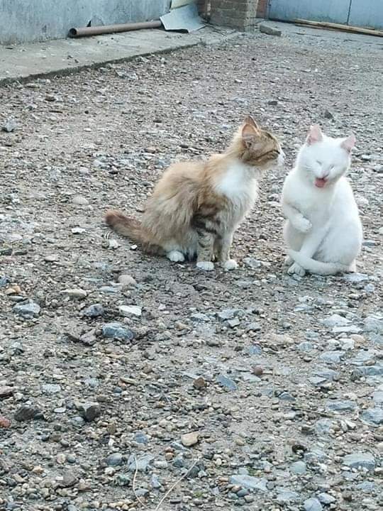 gatitos_qctd's tweet photo. https://t.co/PMT2j1tixD
