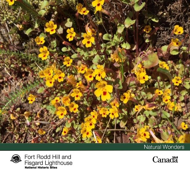 FortRoddFisgard's tweet photo. Introducing the Yellow monkeyflower (Mimulus guttatus), a charismatic #NatureNeighbour that has the face of a monkey! They bloom from spring until fall, giving you plenty of time to become acquainted with them.
#ParksHomeAdventure
#GrowingTogether https://t.co/G7kpxgeJCz