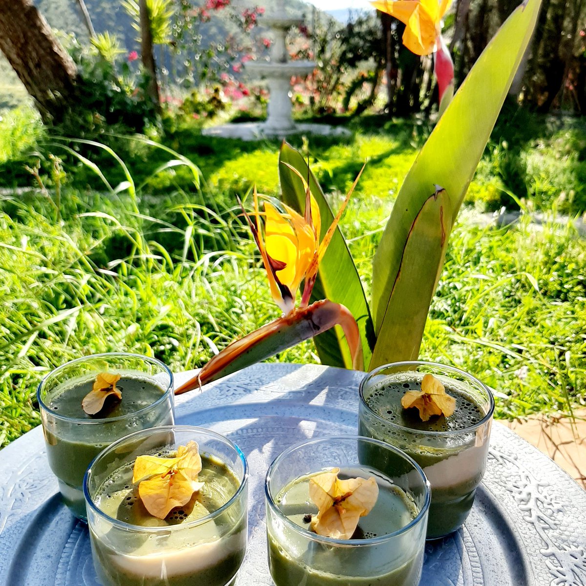malucodan's tweet photo. #homebaker Dan presents our #DessertOfTheDay: refreshing #matcha & #CoconutMilk marble puddings for another exotic tropical sunny weekend ahead at #HaciendaSolMalaga! #OpenAllYearRound
#ISpeakFoodie #SaborAMalaga #Axarquia
#BestWeatherInEurope #instabake https://t.co/0WtXsLQv1m