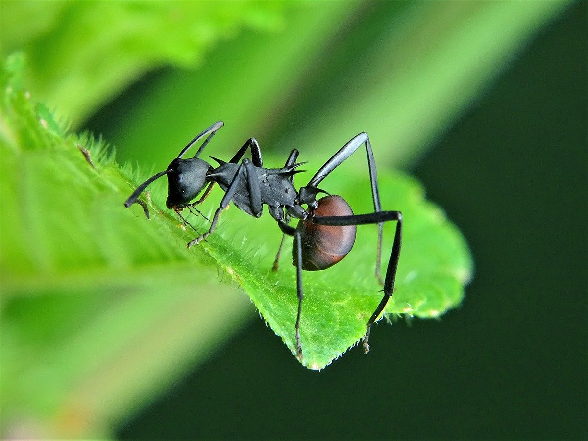 BestNovaPest's tweet photo. Carpenter Ants reside both outdoors and indoors in moist, decaying or hollow wood. Got ants? Call us now! (703) 379-4049
https://t.co/0o6NC034i3
#bugfacts #carpenter #ants #insects #pest #pestcontrol #bugs #funfact #didyouknow #nova #washingtonDC #novapest https://t.co/wa7h96yyPJ