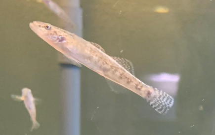 魚の体の構造と工学的な話 Twitter 魚の体の構造と工学的な話 Twitter