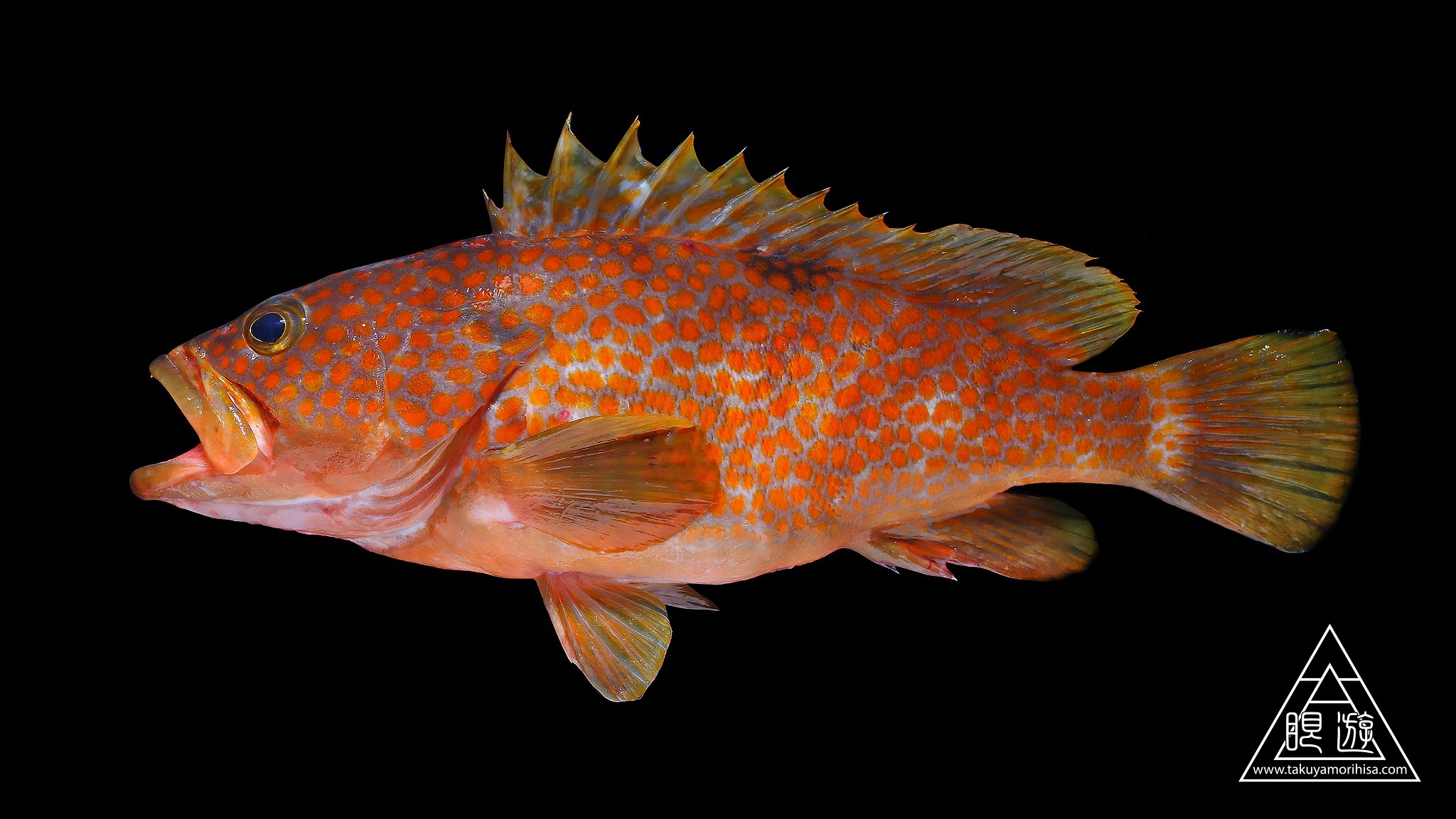 眼遊 Ganyu キジハタ 前からこの魚に目をつけていました 眩しいくらい鮮やかなオレンジ色の斑点 これをuv撮影するとどうなるでしょうか にアンケートの形でクイズを置いておくので予想してみてください T Co V2toesukqw Twitter