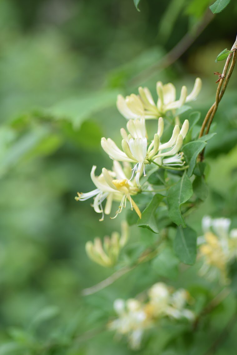 Wild honeysuckle (Lonicera periclymenum) is a twining wildlife magnet 🧲 White admiral caterpillars rely solely upon it. There’s nectar for insects, bark for birds’ nests, shelter for dormice &amp; berries for lots of animals. Plus it smells amazing so there’s something for us too!