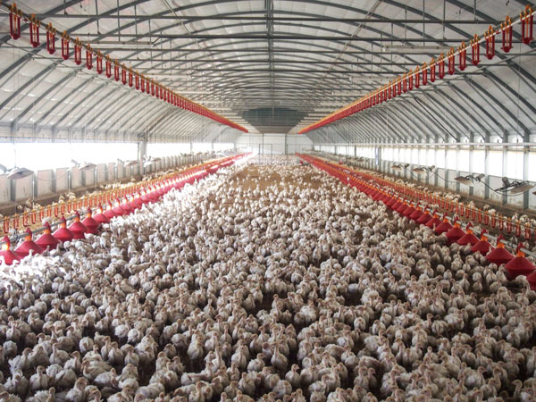 OscarReina23's tweet photo. ¿Qué hay detrás de un filete de pavo que compras por ejemplo en Mercadona? (Abro hilo). https://t.co/HVhUY3esuR