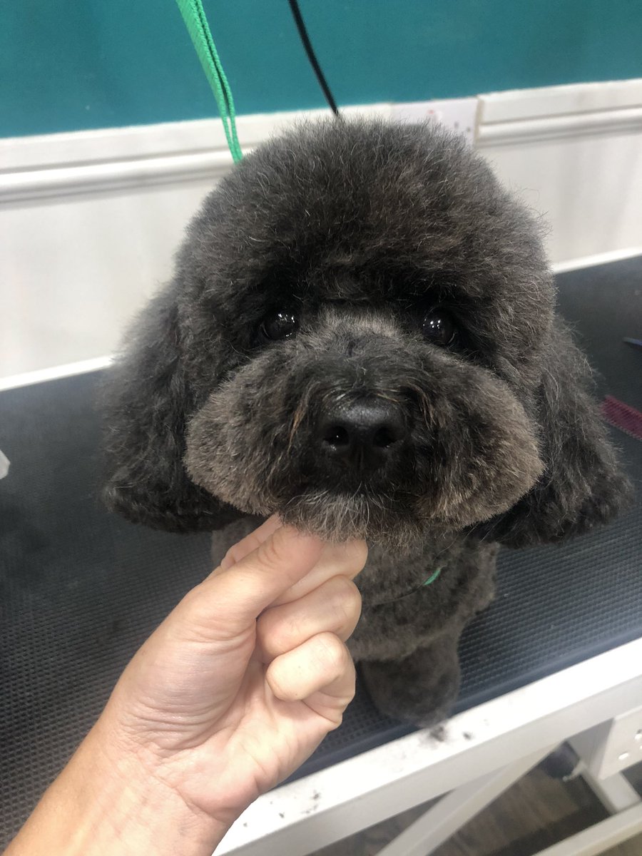 So today I had Winston in - transformation to super cute teddy bear! Isn’t he just scrumptious 

#lockdown2020 #haircut #dogsoftwitter #dogsduringlockdown #DogLover #professionaldoggroomer