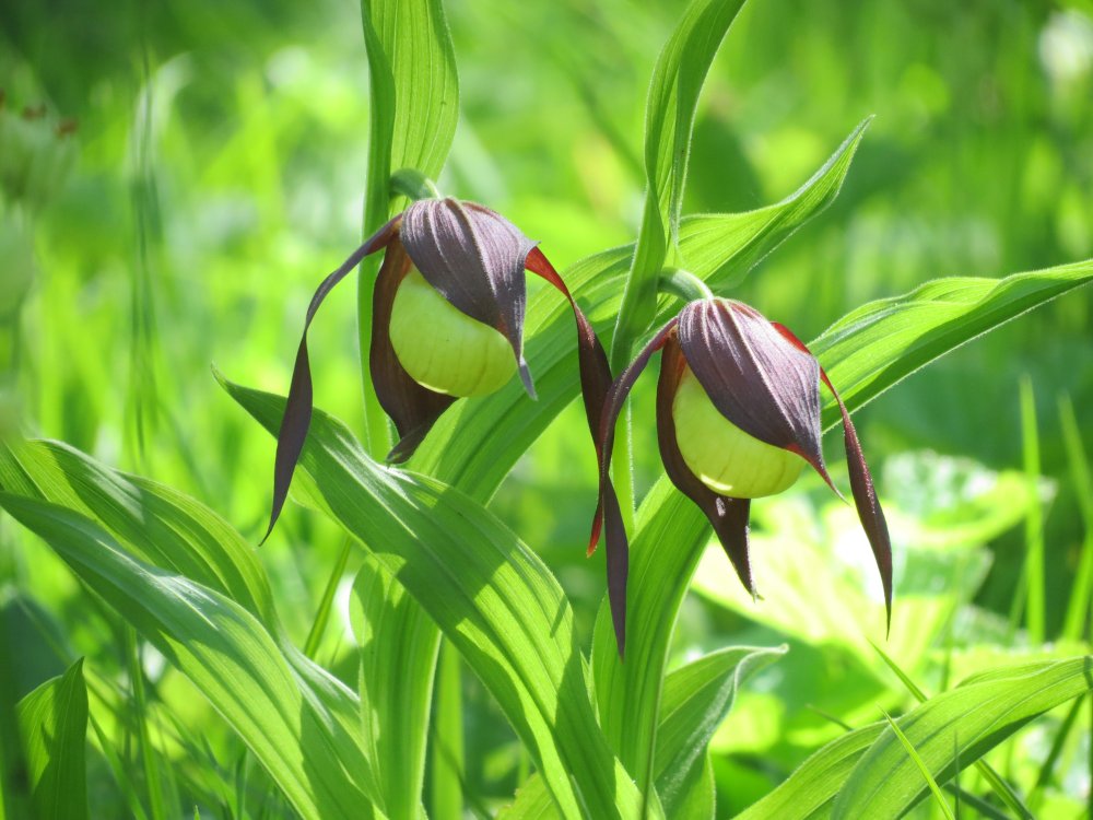 MarkoValker's tweet photo. Beatiful summer and impressive orchid season. #visitestonia #naturelovers #naturephotography #orchids #visitmatsalu https://t.co/vB9cx8CeTy
