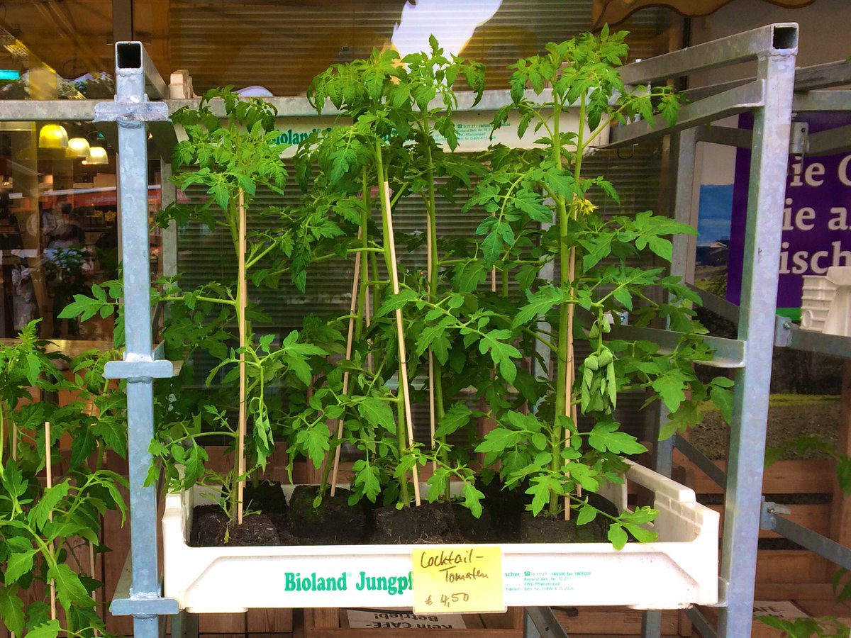 Kirill Schenstniy (@k_schenstniy) on Twitter photo If I sold all my WT 🍅 plants instead of autoclaving them, I could have become a millionaire... Additionally, I would charge hippie customers extra 5 cents for each white fly (a sign of absent pesticide treatment)! If I sold all my WT 🍅 plants instead of autoclaving them, I could have become a millionaire... Additionally, I would charge hippie customers extra 5 cents for each white fly (a sign of absent pesticide treatment)!