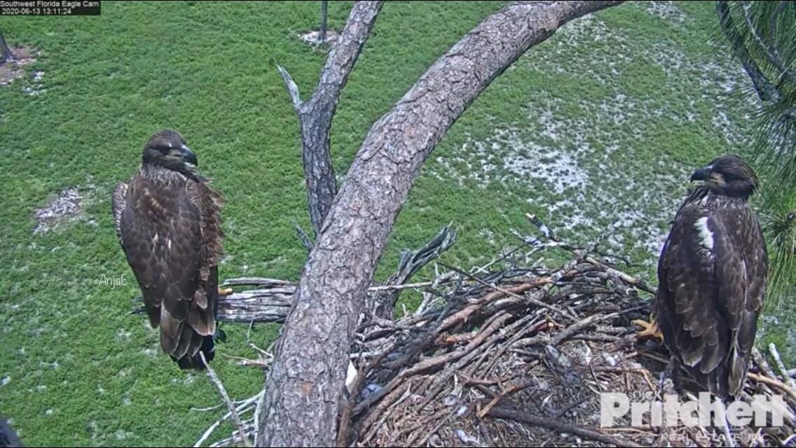 johstina's tweet photo. E15 at the porch.. Yay! ❤️😊 @SWFLEagleCAM https://t.co/KxLI8aLnGe