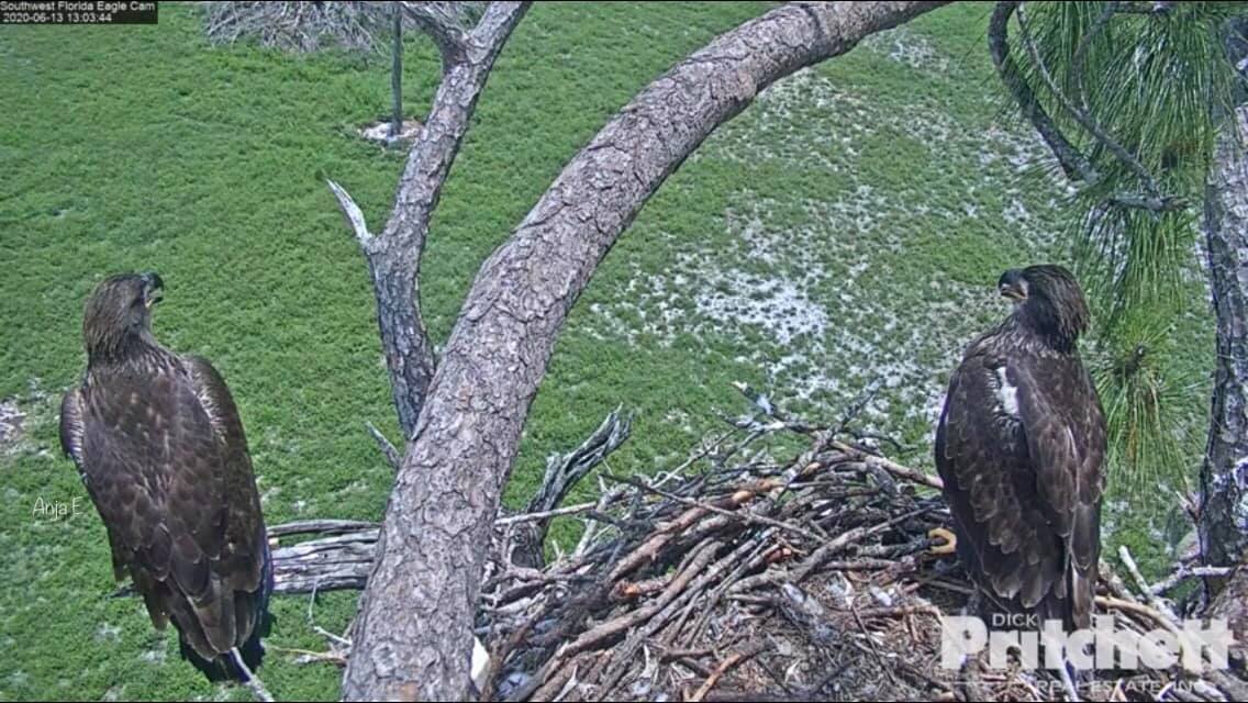 johstina's tweet photo. E15 at the porch.. Yay! ❤️😊 @SWFLEagleCAM https://t.co/KxLI8aLnGe