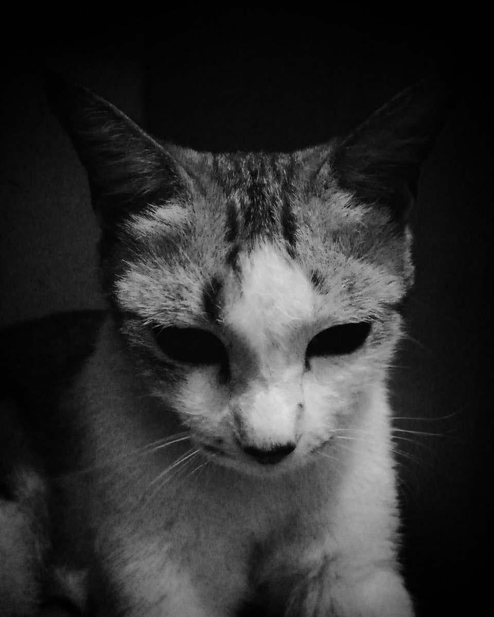 Monochrome tweet media