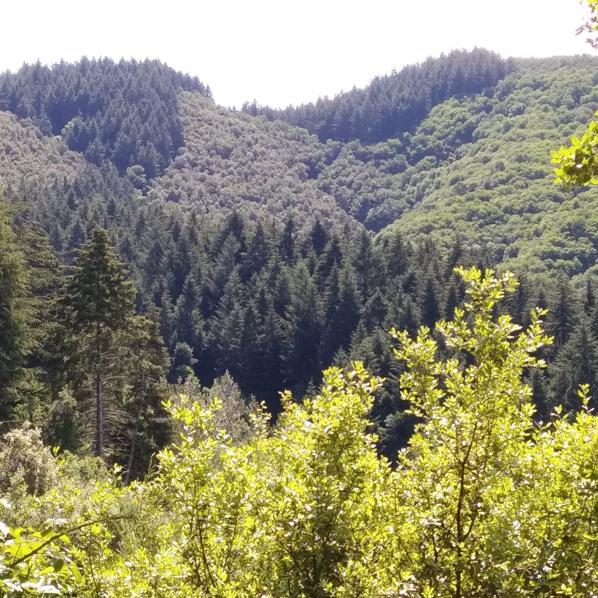 Enguany milers d'infants i joves sense campaments del cau per uns protocols massa estrictes mentre bars, futbol i discoteques tot obert. Un cop més els infants els grans oblidats. Ens ajudes a fer campanya <a href="/adaparellada/">Ada Parellada</a> ? #volemfercampaments