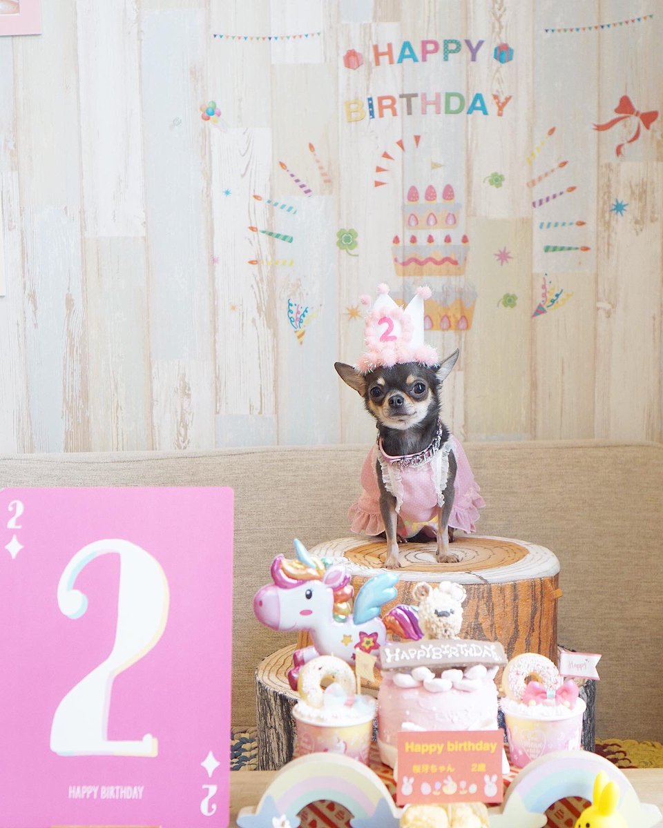 ぎんぴぃ 銀牙 珀狼 桜牙 桜牙 Ouka Two Years Old Happy Birthday Instagram T Co Nve5gtdeos ブログ T Co Wlhktvskwf チワワ Chihuahua 愛犬 ワンコ Dogs 多頭飼い スムース インスタグラム 誕生日 Cute 極小