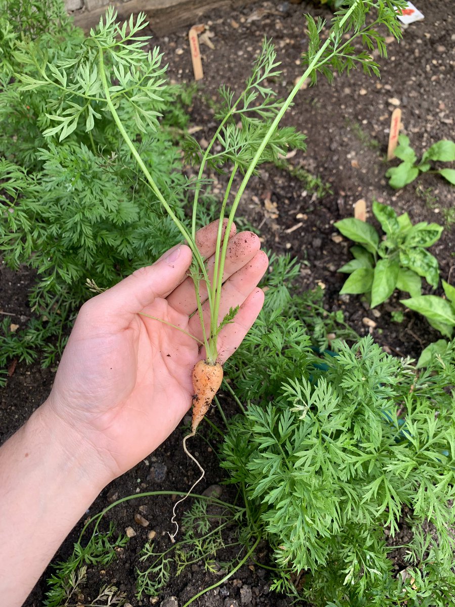 mcgloiner's tweet photo. Pulled a #Carrot out to see how they were doing... looks like they are doing just fine!! Hopefully not too long now! 👩‍🌾🌱🥕👨‍🌾 #HomeGrown #garden #VeggiePatch https://t.co/tsjW5dMe5k