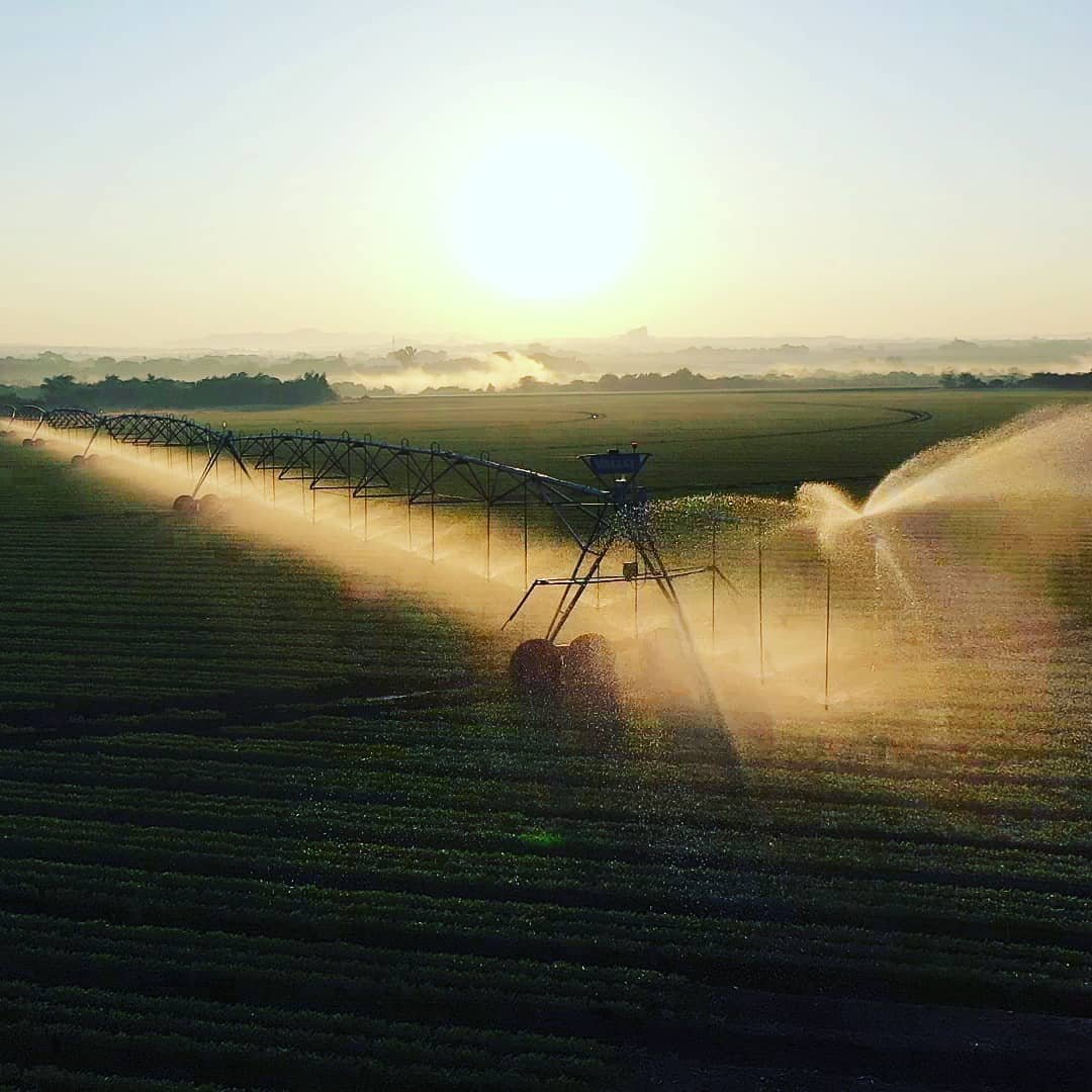 A healthy rotation cycle and a cover crop in between ensures that the ecosystems in our soil are thriving!
#instepwithnature #Langplaas #agriculture #sustainable #farming #healthyfood
